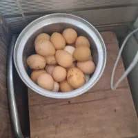 تخم مرغ محلی فروشی