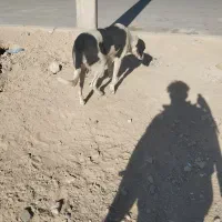 واگذاری دو قلاده سگ نگهبان|سگ|سمنان, |دیوار