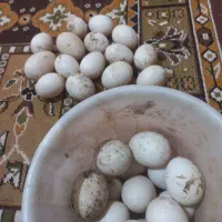 تخم اردک خارجی اسرایلی تازه و نطفه دار|حیوانات مزرعه|مزرعه کتول, |دیوار