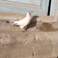 1 عدد کبوتر گرفتنی