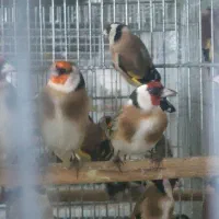 سهره سهره|پرنده|تبریز, |دیوار