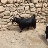 ۳۸تا بز ۱۰تاش زایده معاوضه با میش