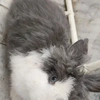 خرگوش