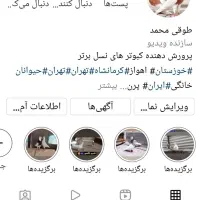 طوقی زرد خال سیاه|پرنده|اهواز, امانیه|دیوار