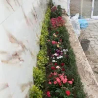 خدمات باغبانی و گل گیاه آپارتمانی