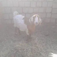 بز پاکستانی دوقلو زا|حیوانات مزرعه|راور, |دیوار