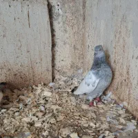 کبوتر سینه آبی|پرنده|رشت, بلوار گیلان|دیوار