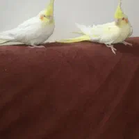 عروس هلندی لوتینو نروماده بالغ|پرنده|چابهار, |دیوار