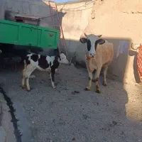 گاو شیری|حیوانات مزرعه|هشترود, |دیوار