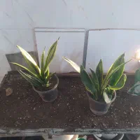 گل و گیاه سانسوریا ابلق