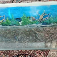 آکواریوم کیفیت بالا