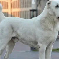 سگ الابای اصیل