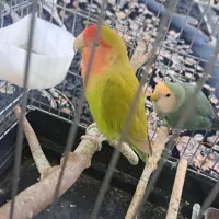 طوطی برزیلی|پرنده|اهواز, شهرک حفاری|دیوار