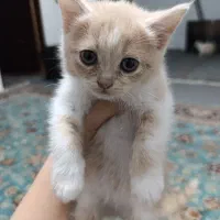 توله گربه عکس آخر پدر مادرشون گذاشتم