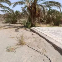 زمین فروشی با درختان مضافتی و یک خانه ۶۵ متری|فروش دفتر صنعتی، کشاورزی، تجاری|ریگان, |دیوار