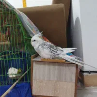 ایزابلا نر و آلبینو ماده