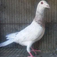 کبوتر آلمانی وسار ودم سیاه|پرنده|گنبد کاووس, |دیوار