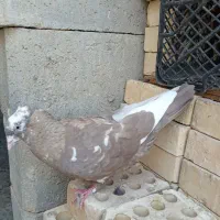 فروش چند عدد کبوتر|پرنده|سوسنگرد, |دیوار
