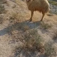 قوچ فحل بره کوسفند