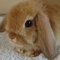 خرگوش لوپ هلندی