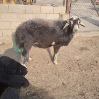 فروشی قوچ دو ساله