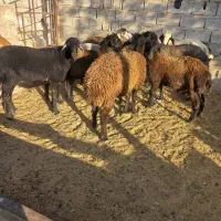 بره میش چاق میش بره دار