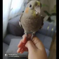 عروس هلندی دیواندره