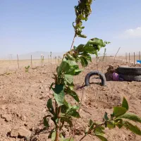 فروش ۲۵۰متر  باغ وباغچه مزرعه نو|فروش زمین و ملک کلنگی|قم, شهرک مهدیه (مدرس)|دیوار