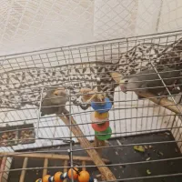 ۲ عدد طوطی برزیلی نروماده ۷ ماهه