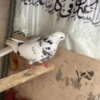 کفتر پرشی|پرنده|تهران, فلاح|دیوار