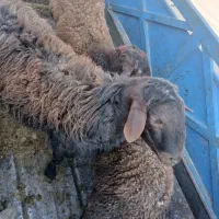 بره نر   چاق کشتاری|حیوانات مزرعه|نیشابور, مازول|دیوار