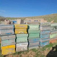 کندو زنبور