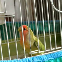 طوطی برزیلی تخم گذار|پرنده|بهار, |دیوار