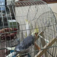 عروس هلندی|پرنده|شهریار, شهرک امیریه|دیوار