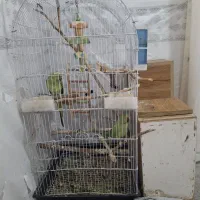 طوطی