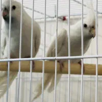 عروس هلندی|پرنده|سبزوار, شهرک ابوذر|دیوار