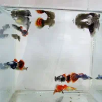 ماهی گوپی بیگ ایر|ماهی|شهرضا, |دیوار