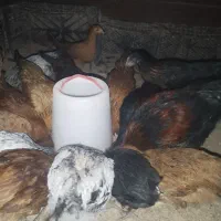 جوجه مرغ 5ماهه