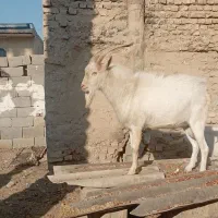 نر سانن چاق برون مست