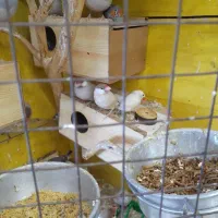 فنج نرگسی درجه یک|پرنده|اهواز, شهرک توسعه نیشکر|دیوار