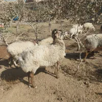 بره چینی چاق وقوچی بزومیش چاق خوسف|حیوانات مزرعه|خوسف, |دیوار