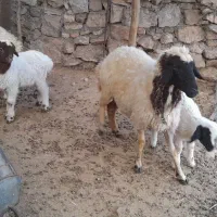 گوسفندجوان با بره|حیوانات مزرعه|بدره, |دیوار