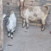 فروش بز وبزغاله|حیوانات مزرعه|دورود, |دیوار