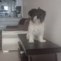 سگ پاپی|سگ|داران, |دیوار