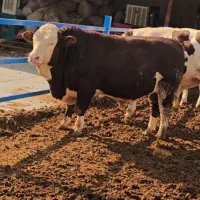 خوراک دام و طیور کیفیت بی نظیر