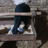 ۳ عدد بز ماده|حیوانات مزرعه|همدان, |دیوار