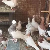 10عدد جوجه طوقی