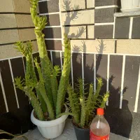 گلهای خانگی|گل و گیاه طبیعی|نیشابور, بزرگمهر|دیوار