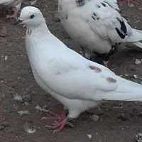 تعداد ۱۰کبوتر پرشی گرفته باهم|پرنده|بندر انزلی, چهارفریضه|دیوار