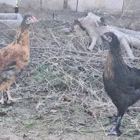 جوجه دیلگونی|حیوانات مزرعه|بهبهان, |دیوار